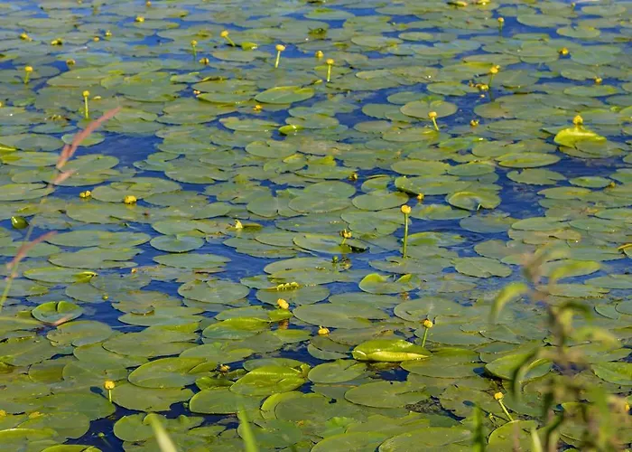 Modern By The With Parking & Sauna In By Renters Apartament Zegrze